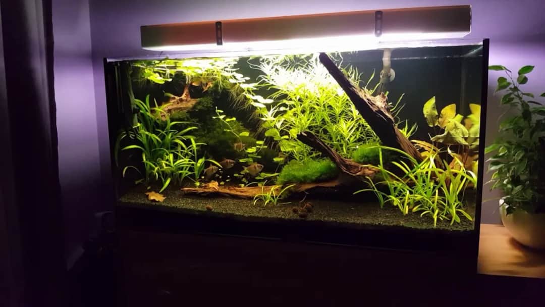 Jak wybrać idealne oświetlenie do akwarium 112l dla zdrowych roślin i ryb