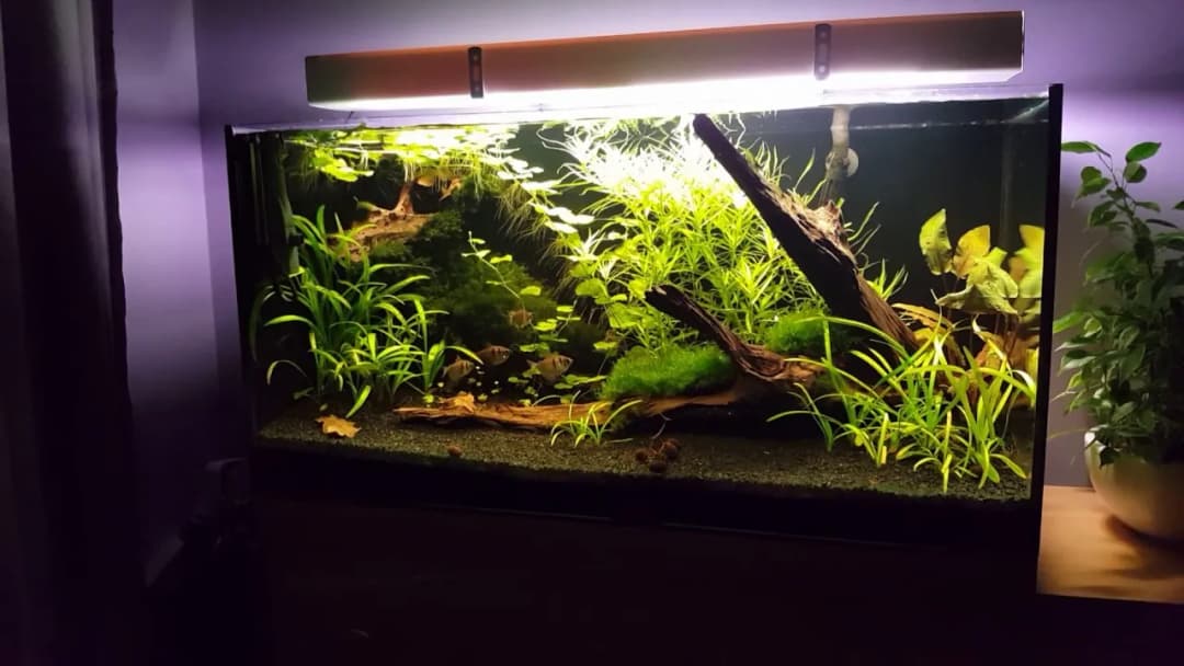 Jak wybrać idealne oświetlenie do akwarium 112l dla zdrowych roślin i ryb